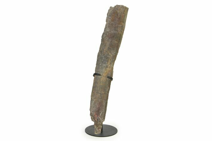 Fossil Sauropod Rib Section with Metal Stand - Colorado #339124